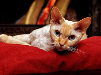 Devon Rex